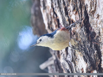 White-cheeked Nuthatch (Sitta leucopsis) - бесплатный image #503735
